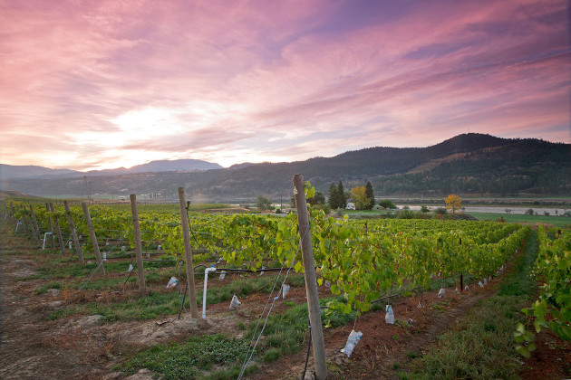 Monte Creek Vineyards